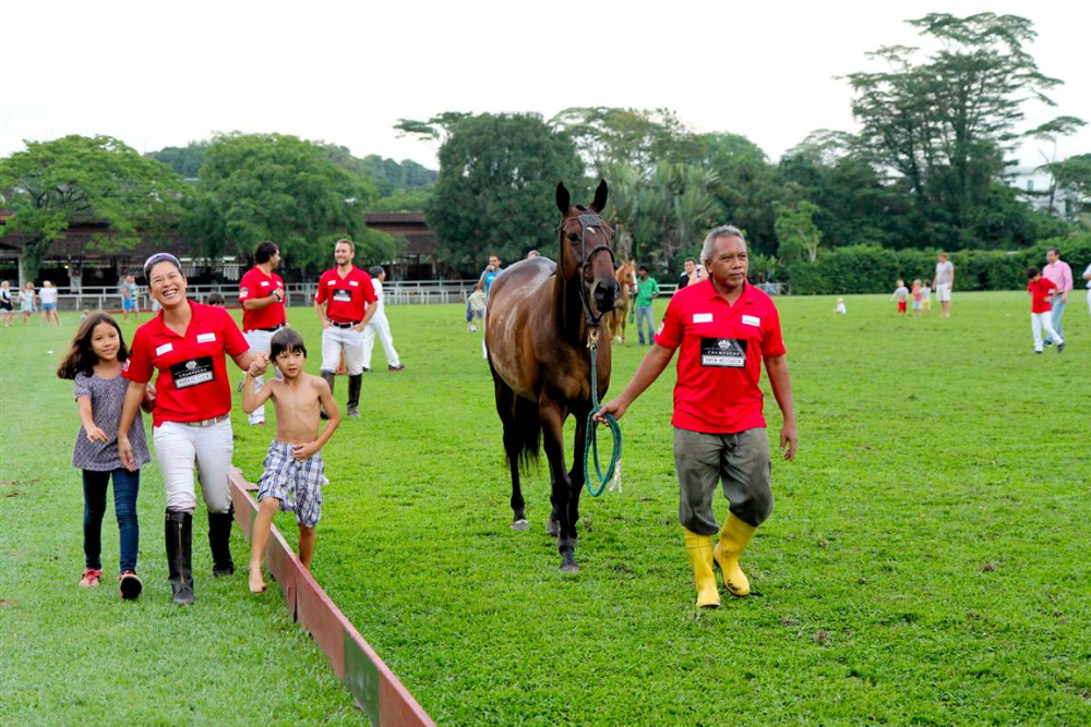 71 Best Playing Pony Liebre