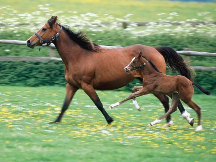 HORSES OF SPORT: SHAPING OF FEET AND LEGS