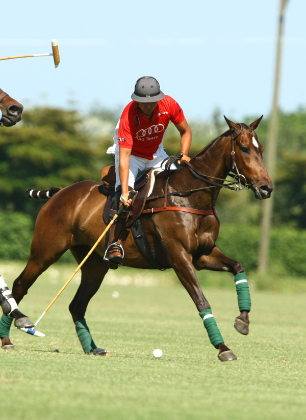 audi polo team elg polo team 6
